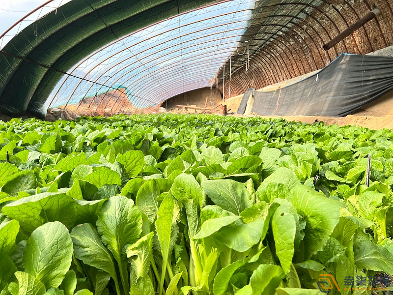 大棚蔬菜如何選擇的安防監(jiān)控設(shè)備？